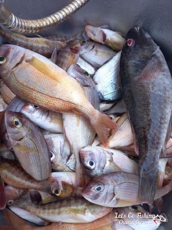 Freshly Caught Fish in Crete. Fishing Trip. Visit Crete, Visit Greece.
