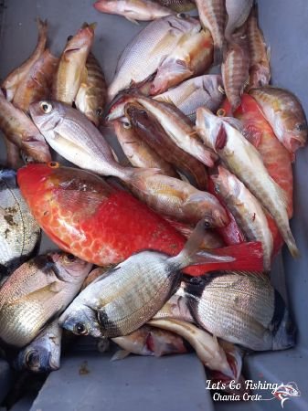 Fresh Fish in Greece. Let's Go Fishing Chania, Crete