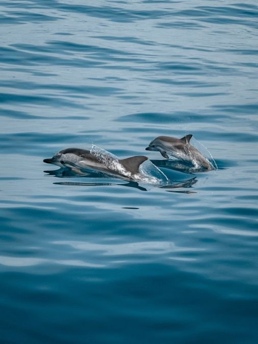 dolphin chania crete Fishing Trips Greece Private fishing trips